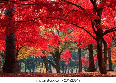 Autumn In Nami Island