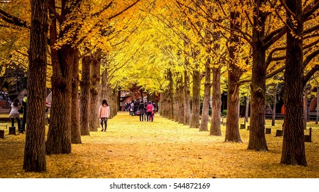 Autumn Nami Island South Korea