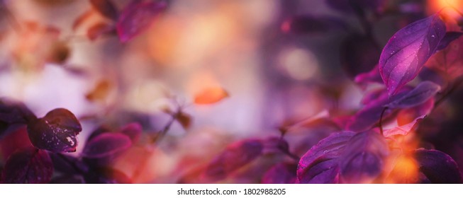 Autumn Natural Background With Blue, Purple, Lilac, Red Leaves, Fall Bright Landscape, Banner, Place For Text