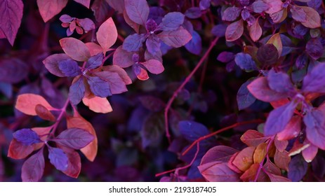 Autumn natural background with blue, purple, lilac, red leaves, fall bright landscape, banner, free space for text