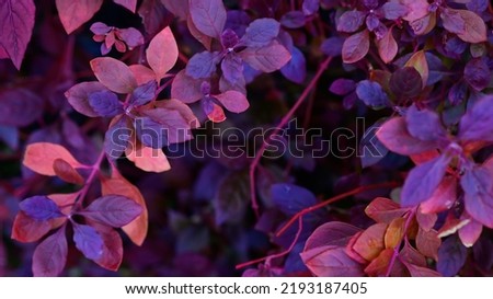 Autumn natural background with blue, purple, lilac, red leaves, fall bright landscape, banner, free space for text
