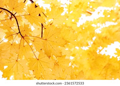 leaf color natural autumnal