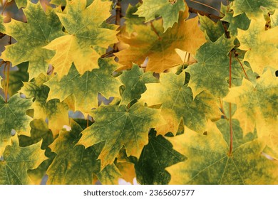 autumnal color color natural