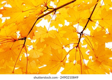 Autumn natural background, close up maple leaves beauty in nature abstract yellow red orange color leaf, botanical texture pattern from autumnal foliage, fall color gradient, vivid scenic  landscape - Powered by Shutterstock