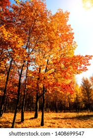 beautiful fall trees