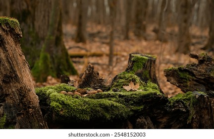 autumn nature background. Old overgrown mossy tree trunk with fallen leaves and acorns, abstract natural backdrop. beautiful forest landscape. fall season. Environment backdrop. template for design - Powered by Shutterstock