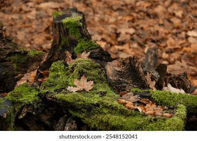 autumn nature background. Old overgrown mossy tree trunk with fallen leaves and acorns, abstract natural backdrop. beautiful forest landscape. fall season. Environment backdrop. template for design - Powered by Shutterstock