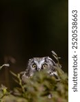 Autumn in nature with an boreal owl (Aegolius funereus) in the red blueberry. The small Owl comes alive in the spruce and fir forests. Portrait of a owl in the nature habitat.