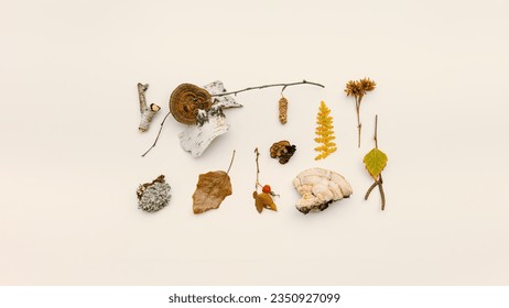 Autumn nature flatlay pattern with polypore mushrooms,  branches tree, yellow fallen leaves, moss, bark. Minimal aesthetic still life from wild plants of fall forest, biology and environment concept. 