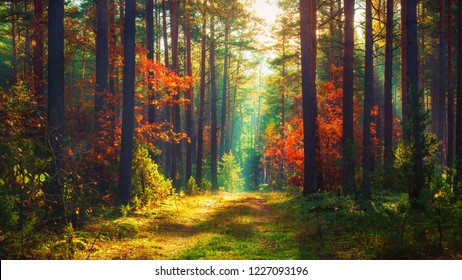 Herbstlandschaft des bunten Waldes bei Morgensonne