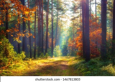 Autumn Forest Nature Vivid Morning Colorful Stock Photo (Edit Now ...