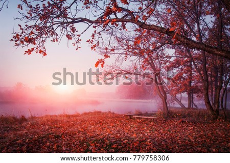 Autumn nature. Landscape of sunrise over river in autumn foggy morning. Red foliage falls to ground. Calm Autumn Nature