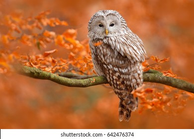 Autumn in nature with owl. Ural Owl, Strix uralensis, sitting on tree branch with orange leaves in oak forest, Norway. Wildlife scene from nature. - Shutterstock ID 642476374