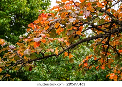 Autumn Nature. Reddened Pear Tree Leaves. Raindrops On Leaves. Green Trees On The Background.. Deserted. No People. Wilderness Nature.