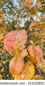 Autumn Nature. Reddened Pear Tree Leaves. Raindrops On Leaves. Green Trees On The Background.. Deserted. No People. Wilderness Nature