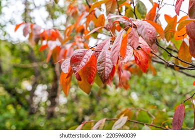 Autumn Nature. Reddened Plum Tree Leaves. Raindrops On Leaves. Green Trees On The Background.. Deserted. No People. Wilderness Nature.