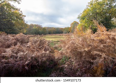 Autumn In The New Forest Hampshire England