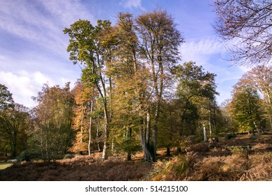 Autumn In The New Forest, Hampshire, UK