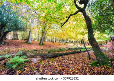 Autumn In The New Forest National Park In Hampshire