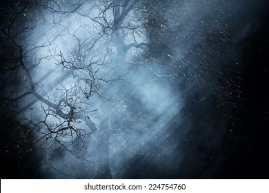 Autumn Night Dark Fantasy Black Fog Forest Tree Background