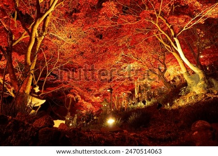 Red Trees Nacht Baum