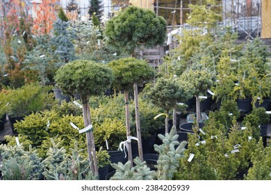 autumn nursery of ornamental plants with seedlings of blue spruce with round crowns in pots on long trunks against the background of small thuja plants.  - Powered by Shutterstock