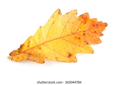 Autumn Oak Leaf