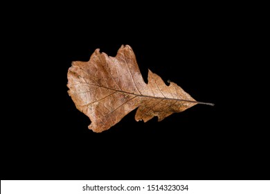 An Autumn Oak Leaf Found Along The Jordan Creek Bike Trail In West Des Moines, Iowa.