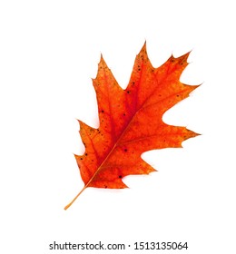 Autumn oak leaf isolate on a white background. Fall of the leaf. Multi-colored dry oak leaf. Wilted leaf of an American oak. Quercus rubra 