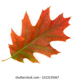 Autumn oak leaf isolate on a white background. Fall of the leaf. Multi-colored dry oak leaf. Wilted leaf of an American oak.