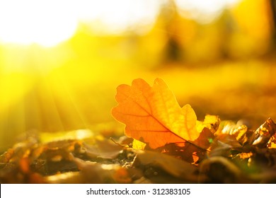 Autumn oak leaves in sunrise light. Natural background.