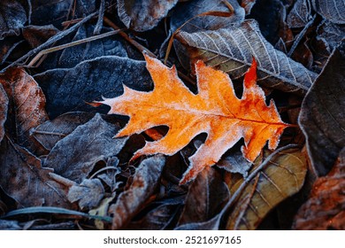 Autumn oak leaves were covered with the first frost on the ground. Close-up image of a textured background. Flat lay photography, top view. Decorative elements. Photo wallpapers. Beauty of earth. - Powered by Shutterstock