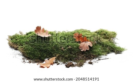 Autumn oak yellow leaves on green moss isolated on white background and texture, side view