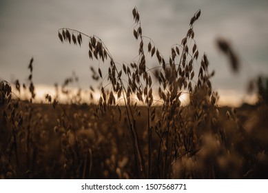 autumn oats field in evening with sunset sky on background 