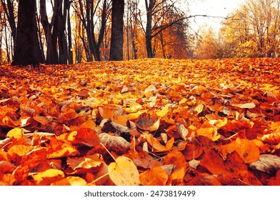 Autumn October landscape - park trees and fallen autumn leaves in city park in autumn day. Selective focus at the foreground. Diffusion filter applied - Powered by Shutterstock