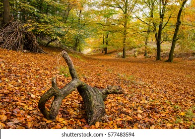 Autumn On Cannock Chase