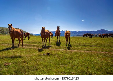 Autumn on the mountains. Herd of horses in nature.