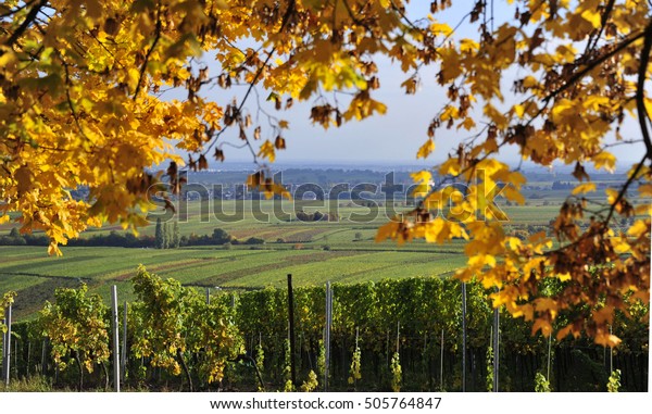 Autumn on the southern wine road of Germany Palatinate