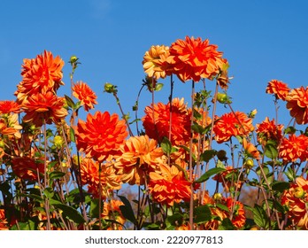 Autumn Orange Flowers Landscape. Beautiful Orange Daisy Flower On Blue Sky Background. Bouquet Of Orange And Red Dahlia. Chrysanthemum On The Meadow. Field Of Autumn Daisy. Garden Background. 