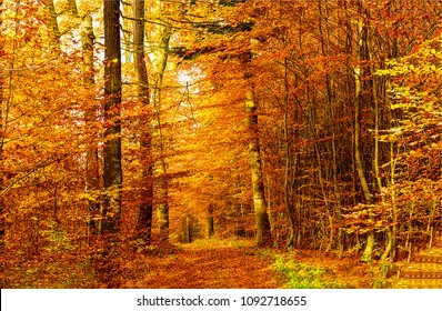 1,887,309 Orange forest Stock Photos, Images & Photography | Shutterstock