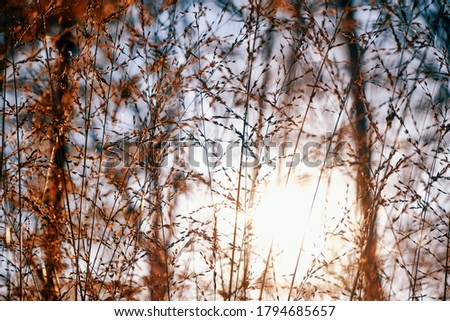 Similar – Image, Stock Photo ghost Autumn Plant Leaf