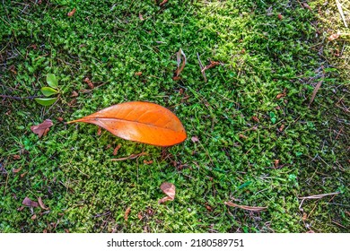 Autumn Orange Leaf On Green Grass. Autumn Come Concept. Happy Autumn Atmospheric Mood. Copy Space For Text