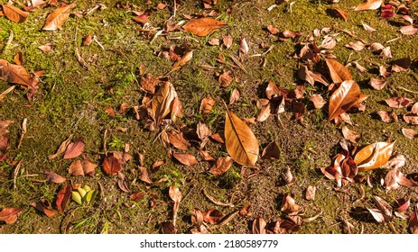 Autumn Orange Leaf On Green Grass. Autumn Come Concept Background. Fall Atmospheric Mood. Copy Space For Text. Banner