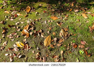 Autumn Orange Leaf On Green Grass. Autumn Come Concept Background. Fall Atmospheric Mood. Copy Space For Text. 