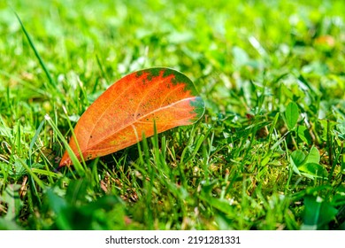 Autumn Orange Leaf On Green Grass. Autumn Come Concept Background. Fall Atmospheric Mood. Copy Space For Text. 
