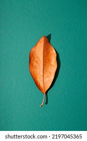 Autumn Orange Leaf On A Green Background. Modern Minimalistic Autumn Vertical Background