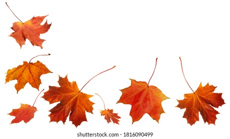 Autumn Orange  Leaves Falling Down Isolated On White Background