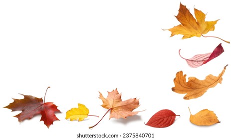 Autumn orange leaves falling down Isolated on white background - Powered by Shutterstock