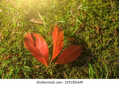 Autumn Orange Leaves On Green Grass. Autumn Come Concept. Happy Autumn Atmospheric Mood. Copy Space For Text