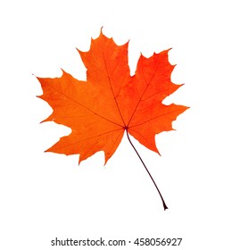 Autumn Leaf Autumn Maple Leaf Isolated Stock Vector (Royalty Free ...